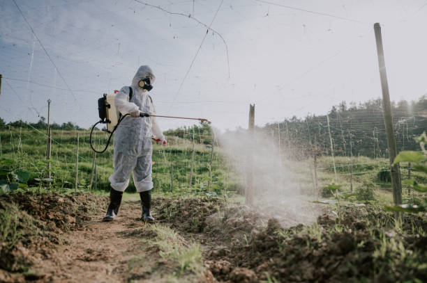 Best Wasp Removal Services  in Fircrest, WA